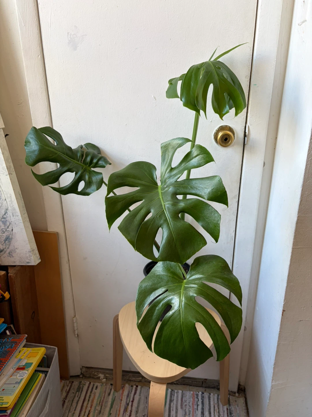 Monstera