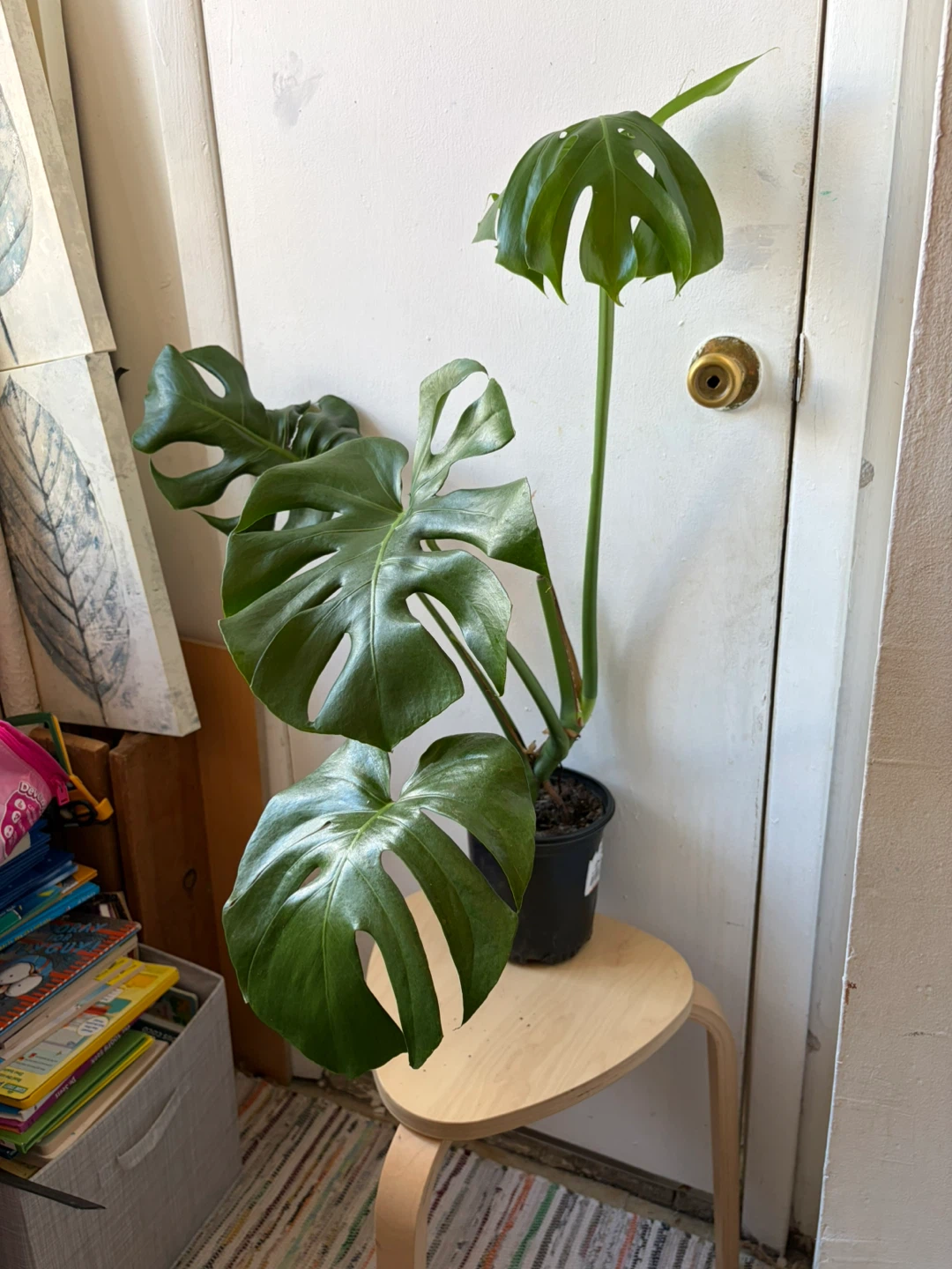 Monstera - photo 2