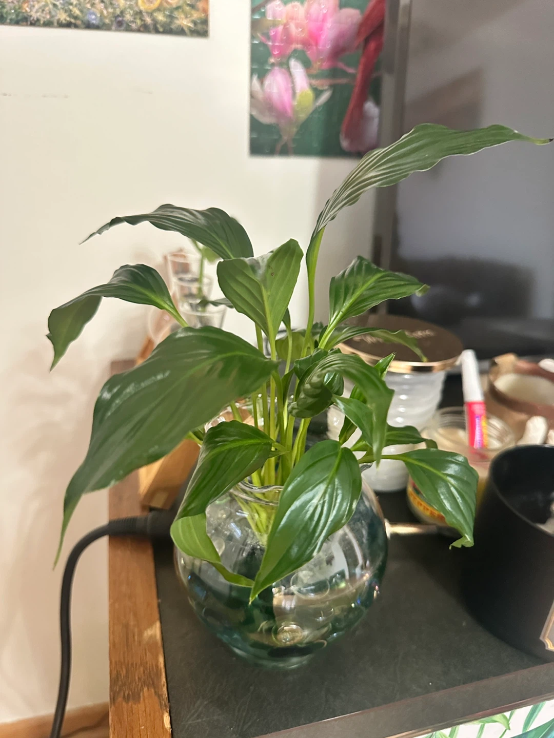 Plant purge - photo 2