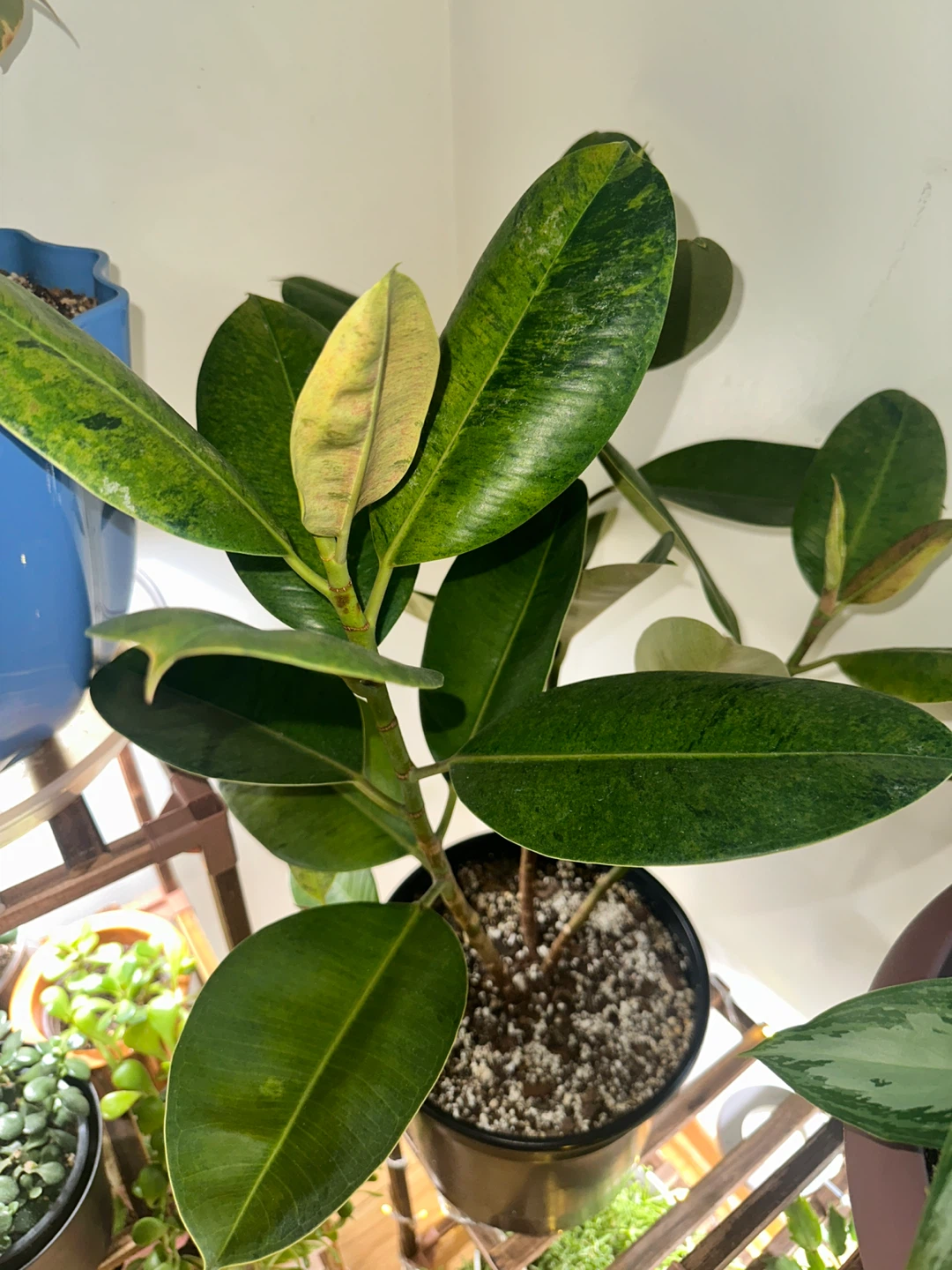 Plant purge - photo 4
