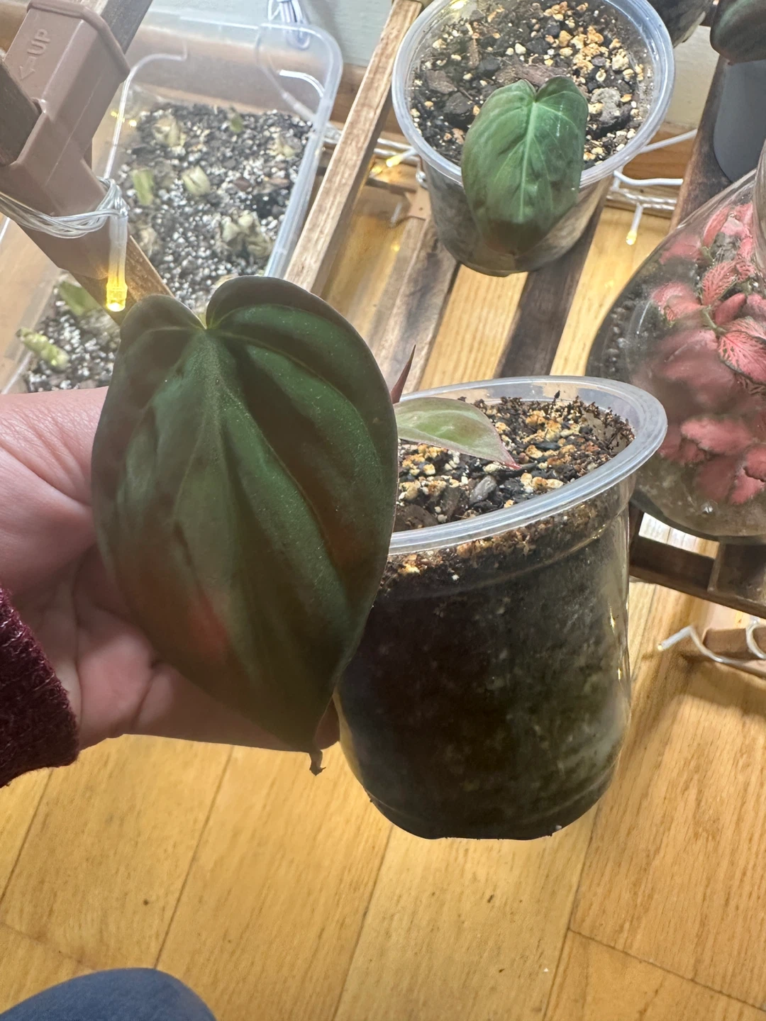 Plant purge - photo 3