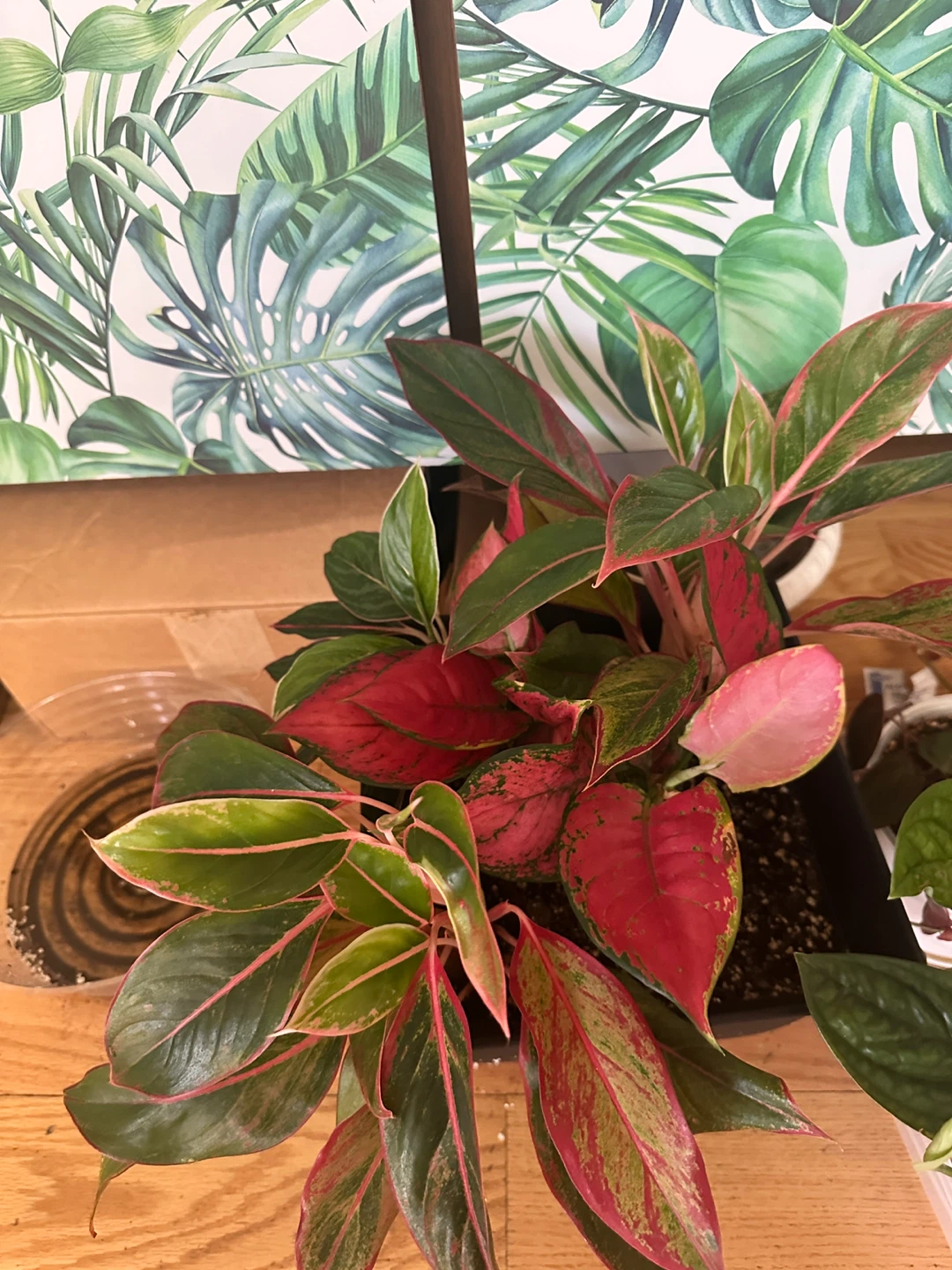 Plant purge