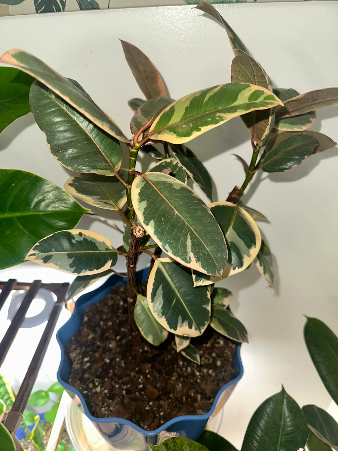 Plant purge - photo 5