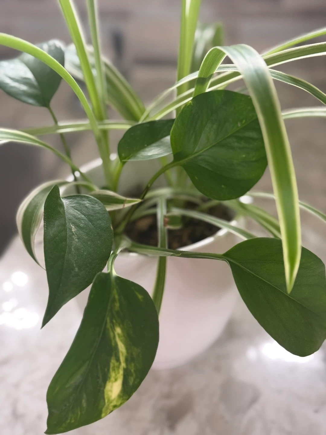 Assorted Potted Plants from $5-$10 - photo 3