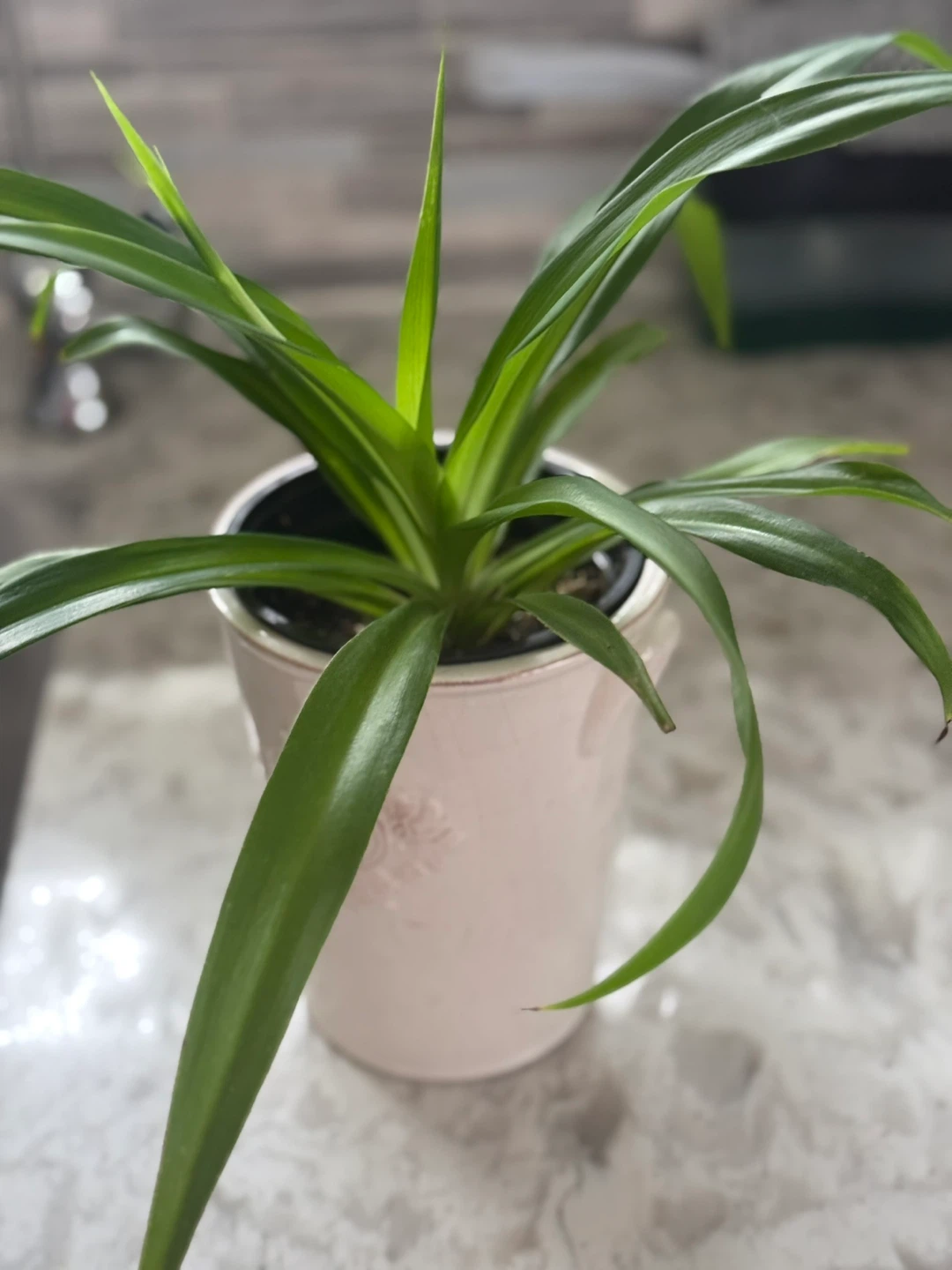 Assorted Potted Plants from $5-$10 - photo 2
