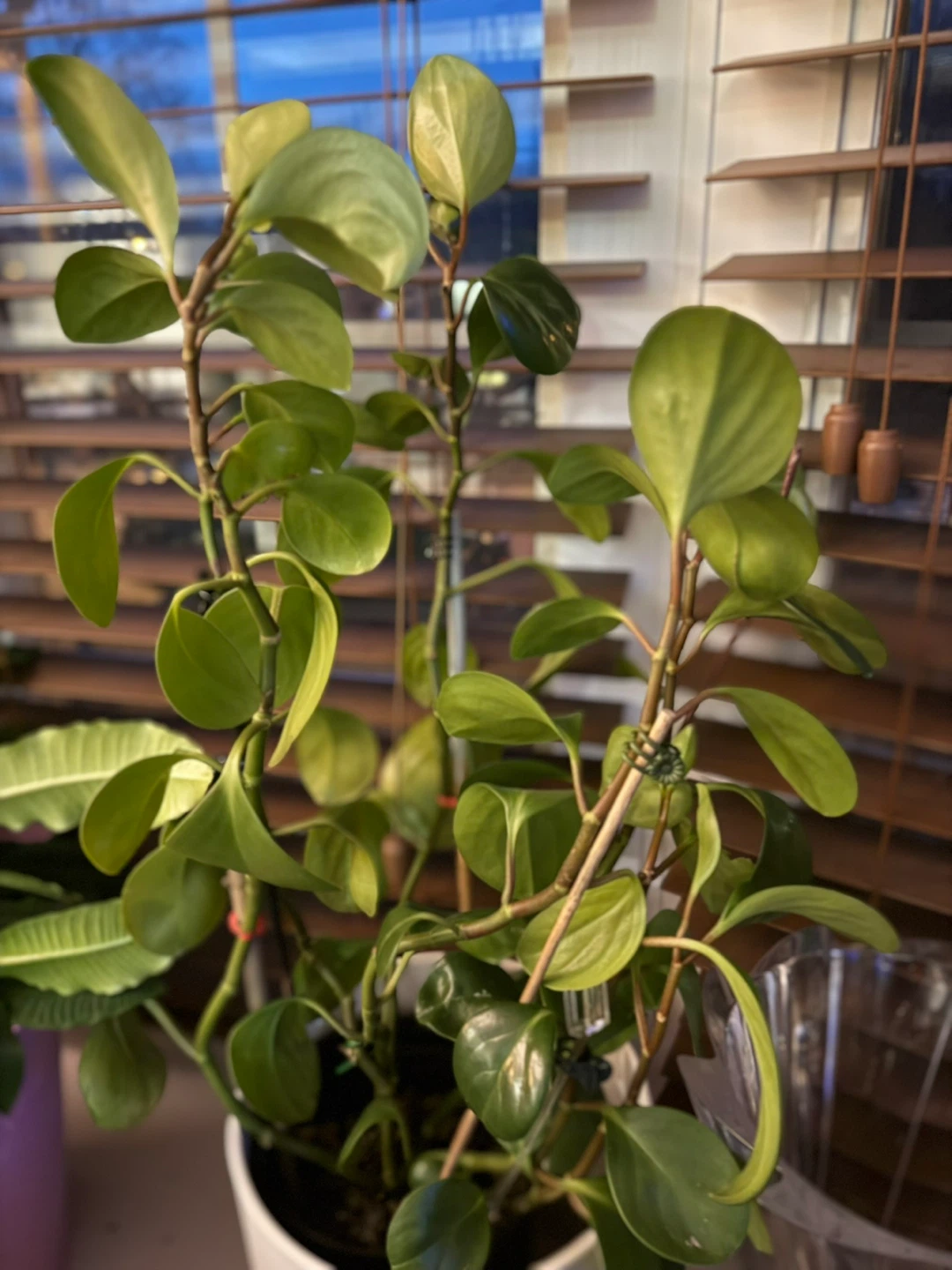 Assorted Potted Plants from $5-$10 - photo 4