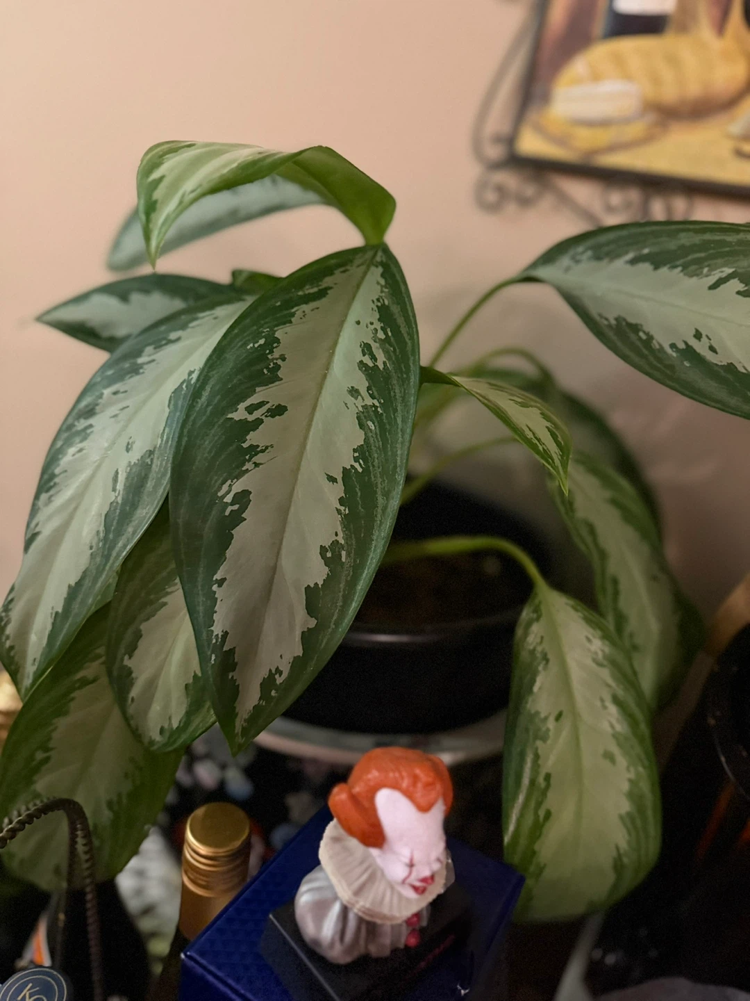 Assorted Potted Plants from $5-$10