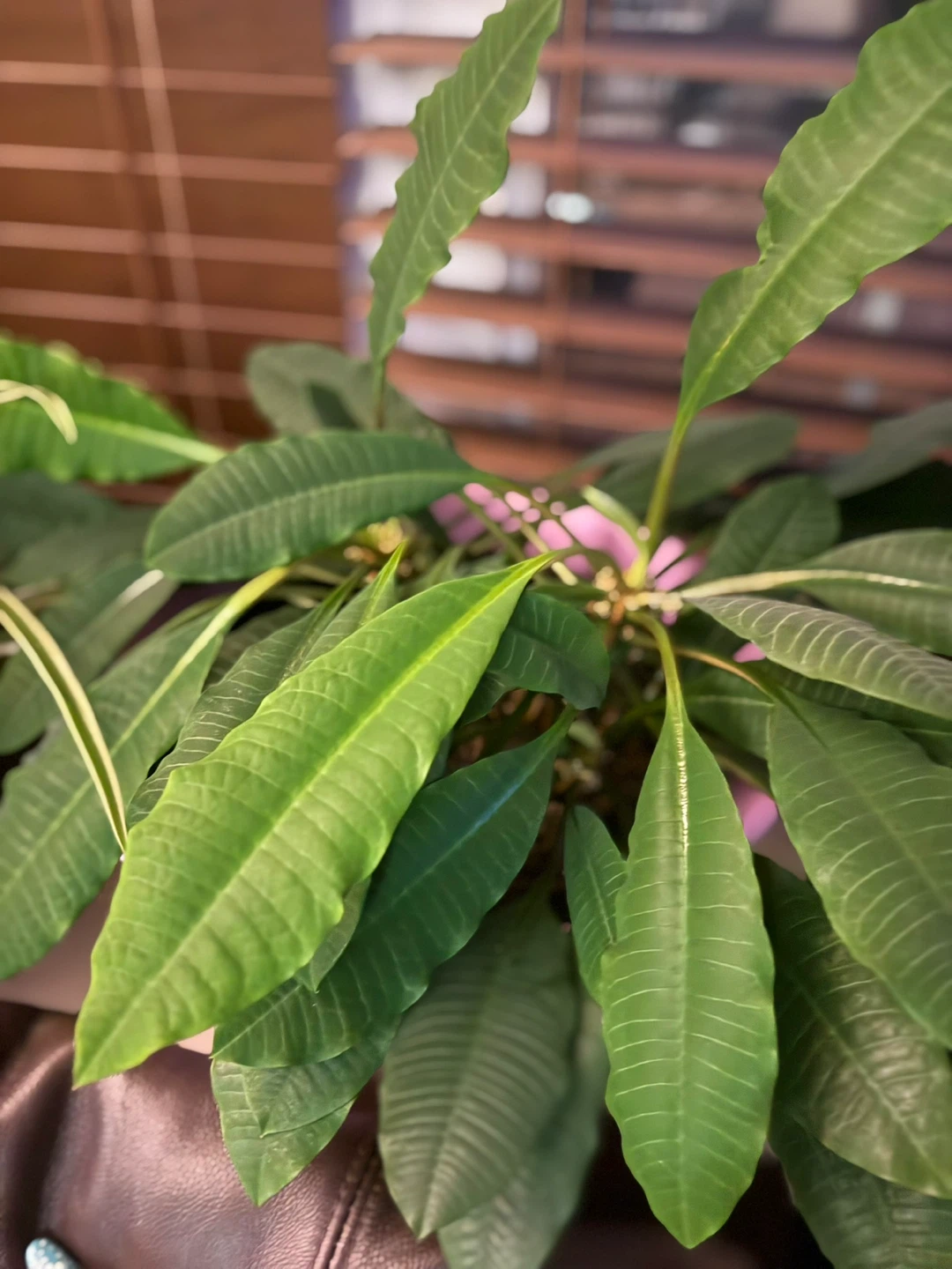 Assorted Potted Plants from $5-$10 - photo 5