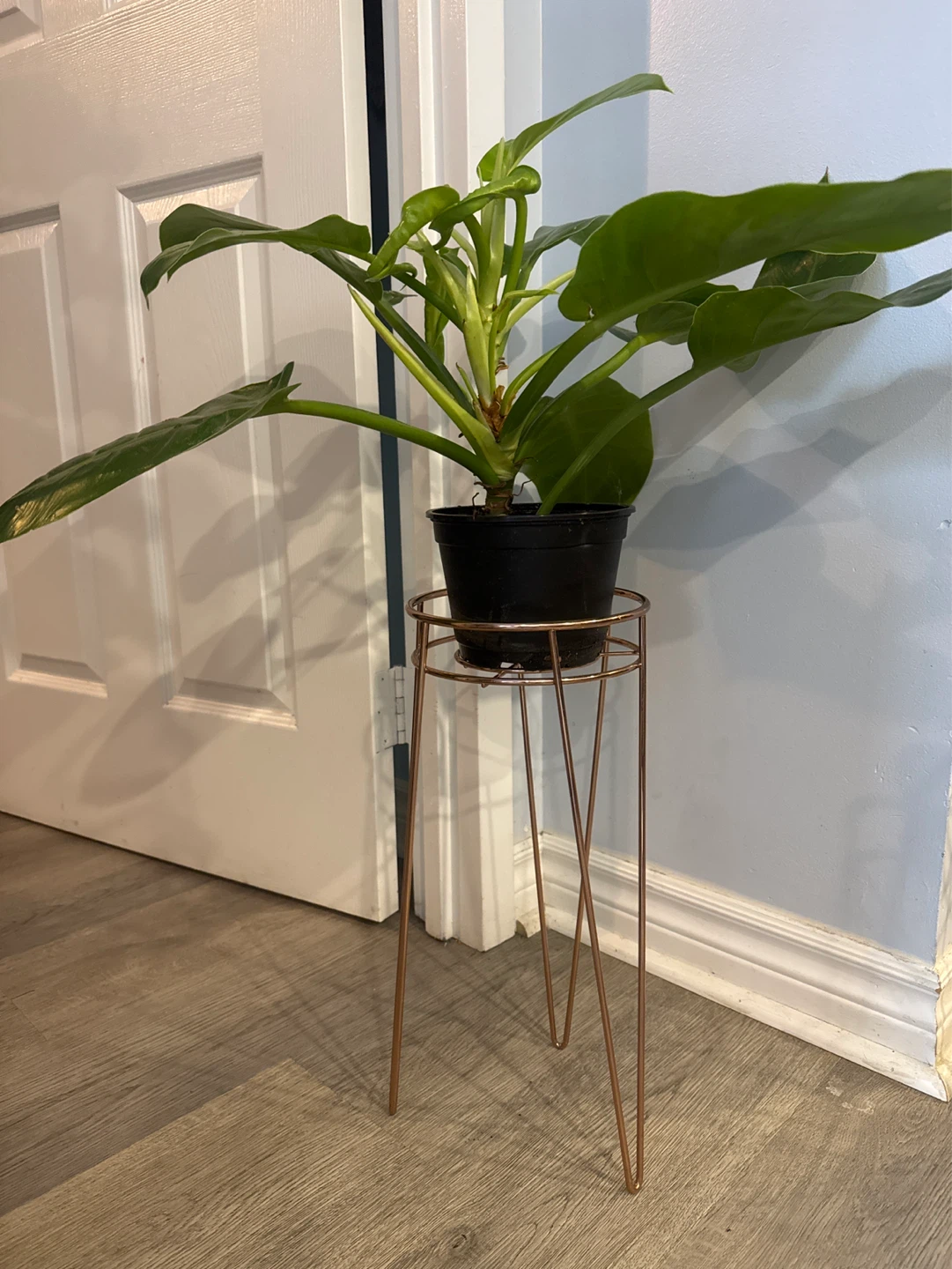 Rose Gold plant stand