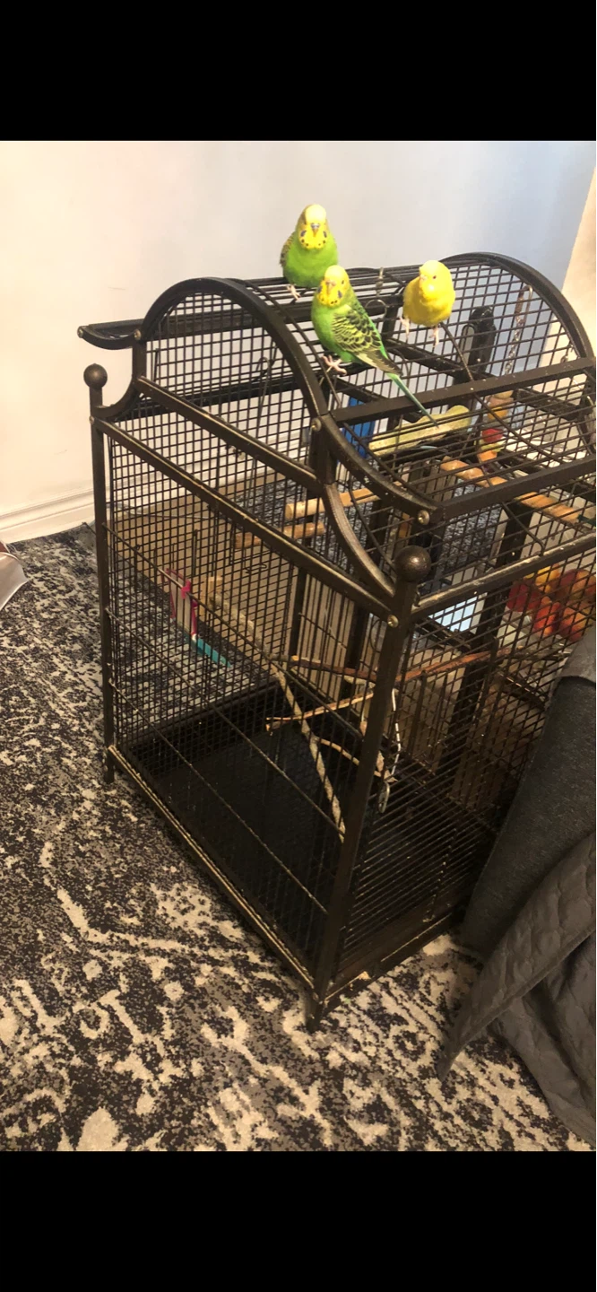 Ornate Bird Cage