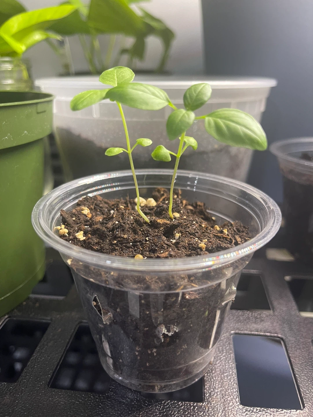 Basil Plant Seedlings