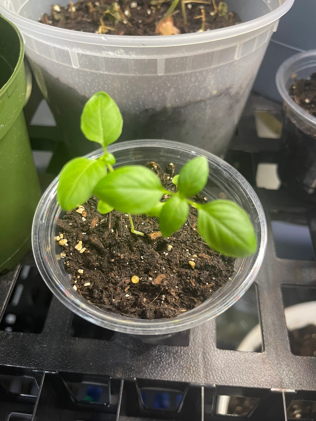 Basil Plant Seedlings - photo 2