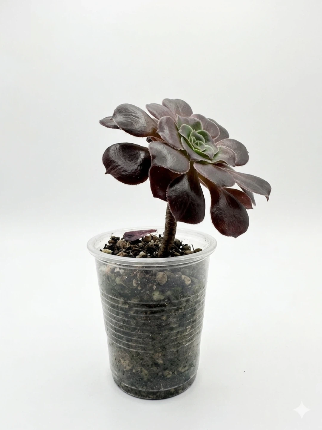 Aeonium 'Zwartkop' succulent plant - photo 2