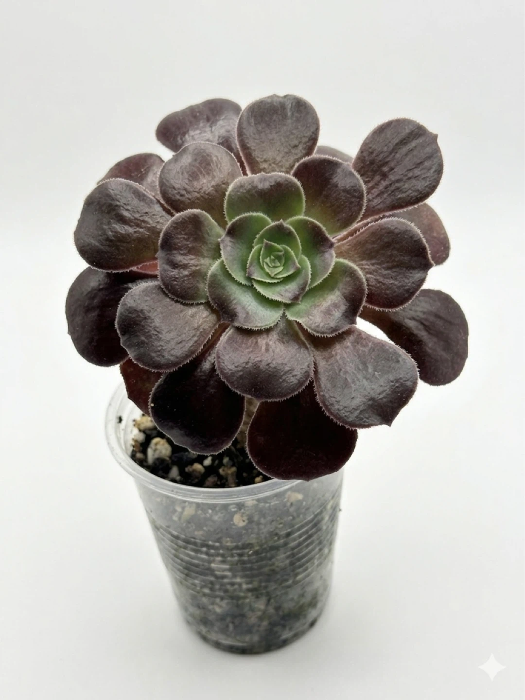 Aeonium 'Zwartkop' succulent plant - photo 3