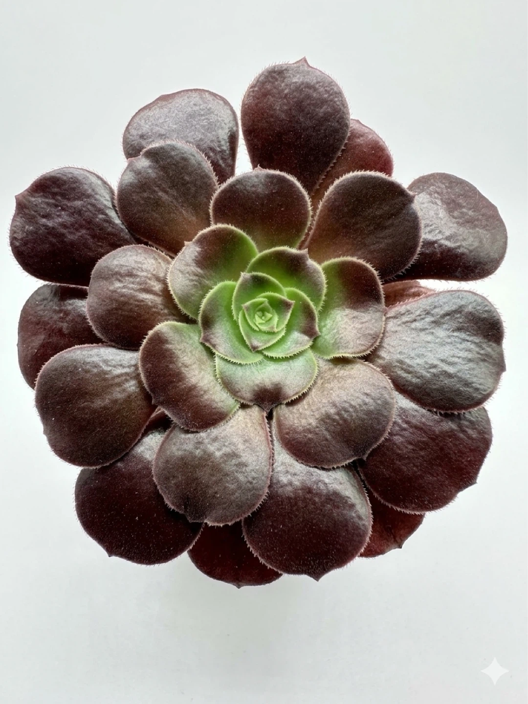 Aeonium 'Zwartkop' succulent plant