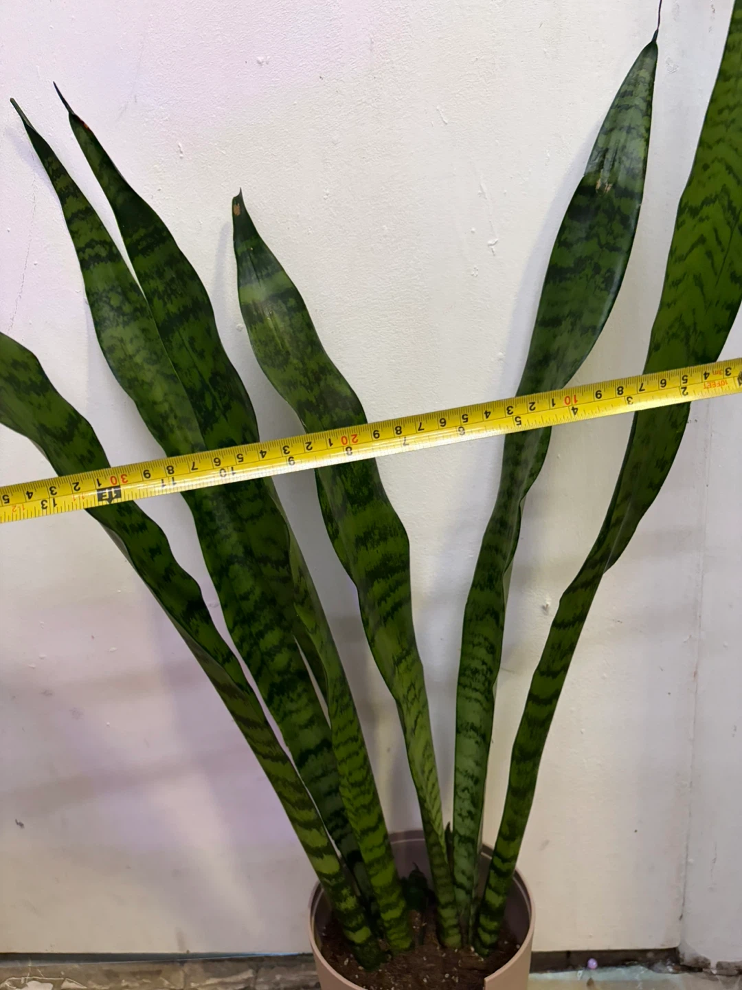 Snake plant - photo 5