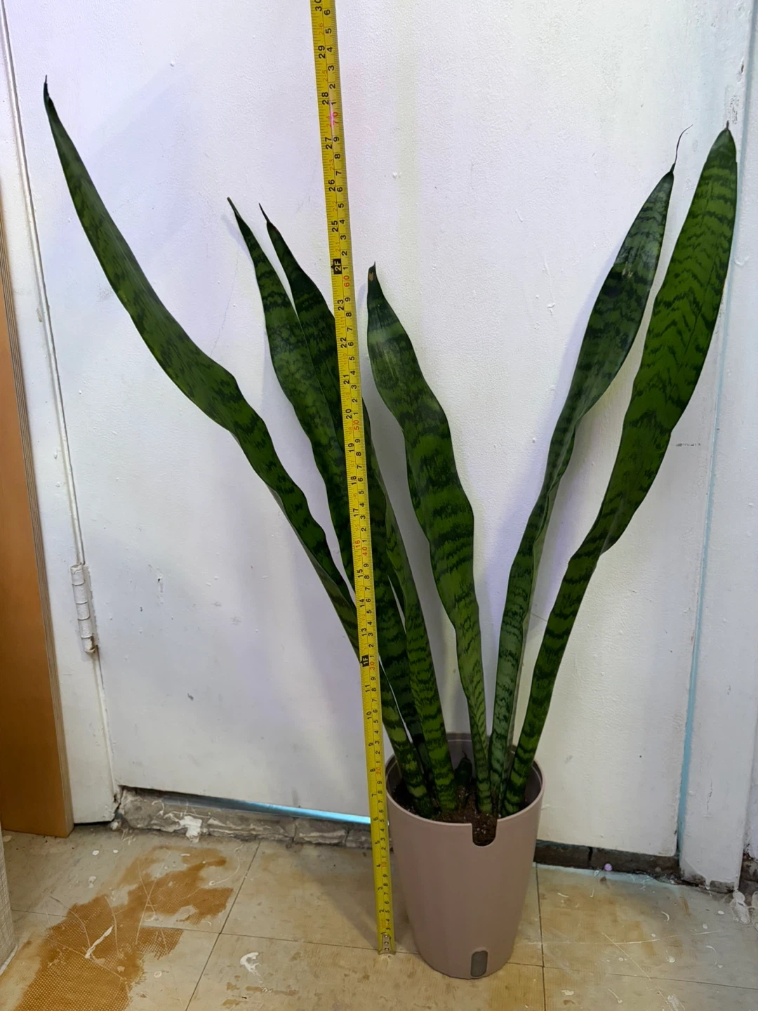 Snake plant - photo 4