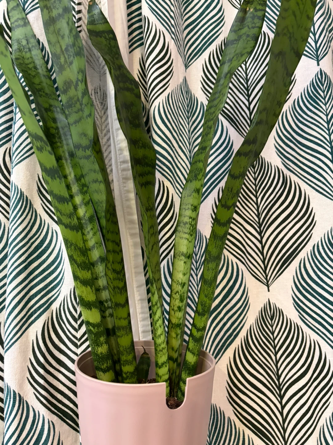 Snake plant - photo 2