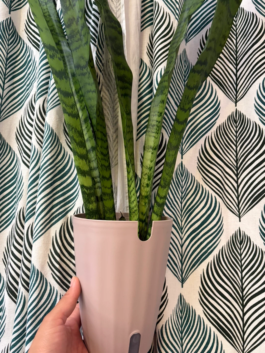 Snake plant - photo 3