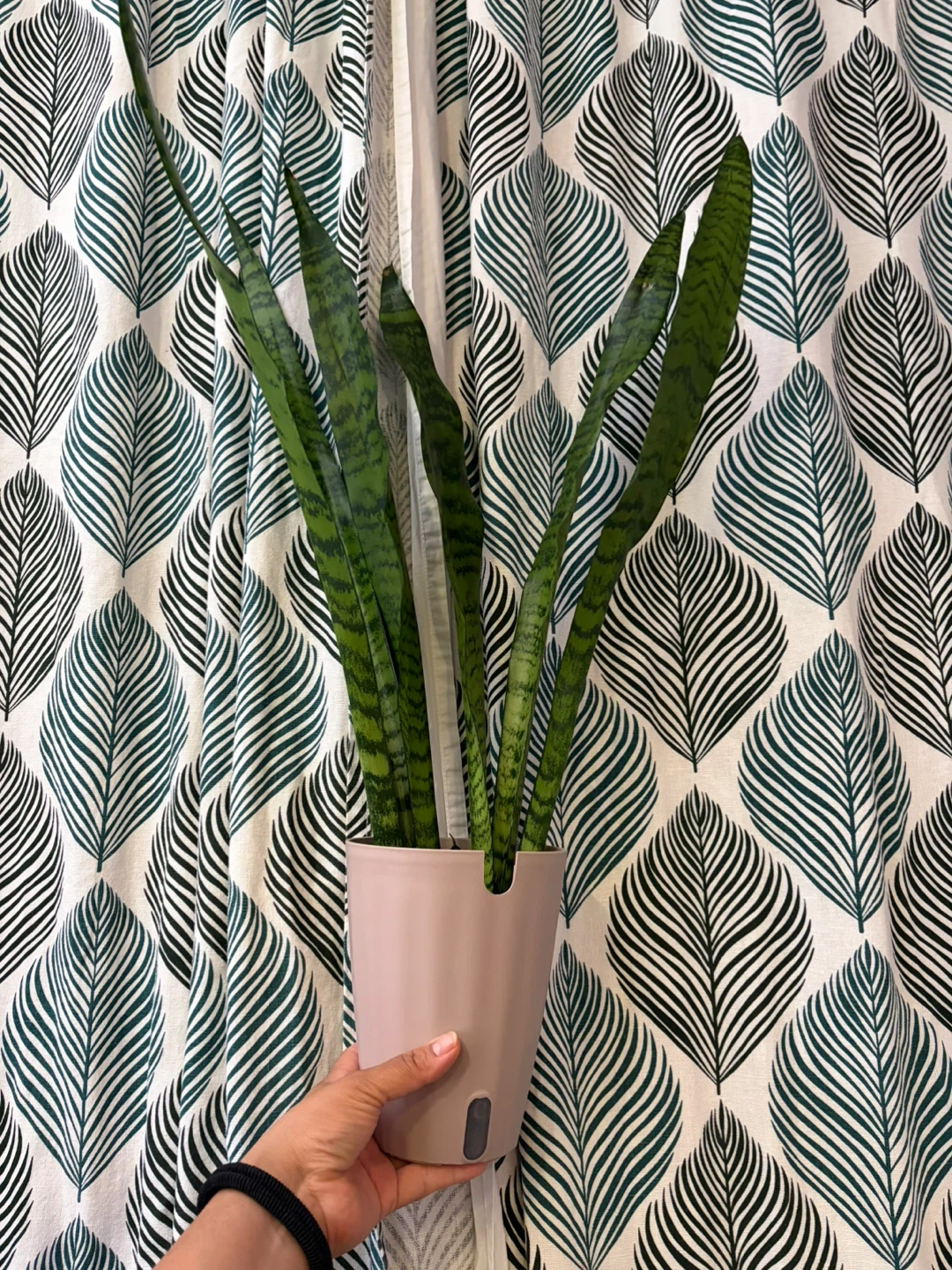 Snake plant