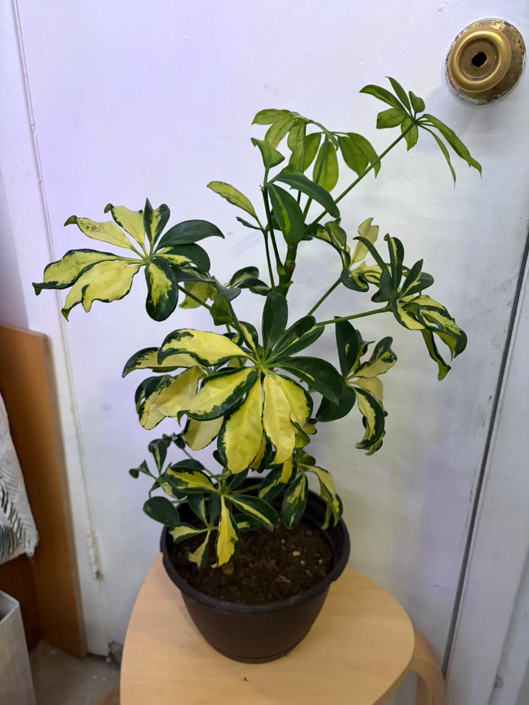 Schefflera