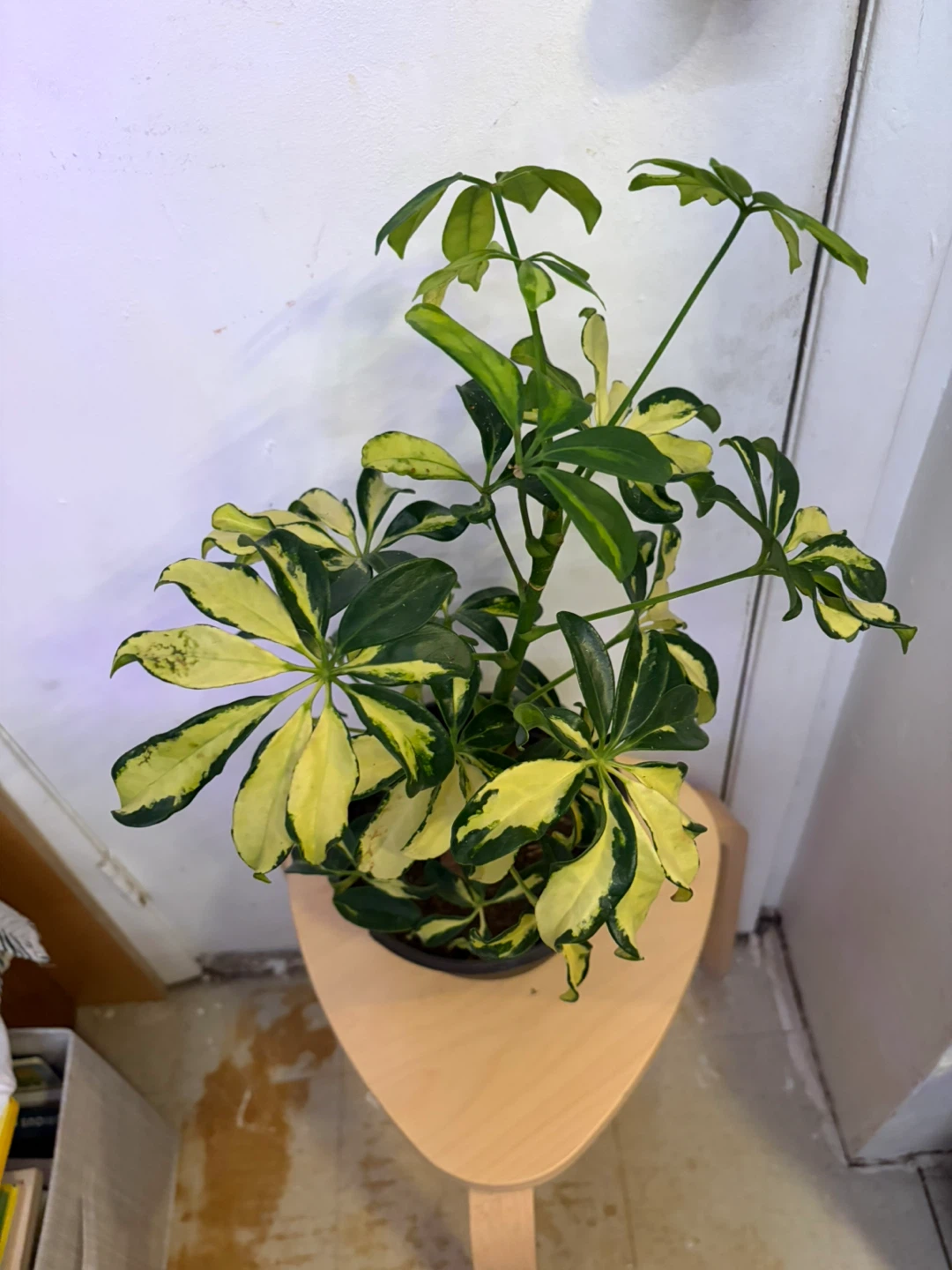 Schefflera - photo 3