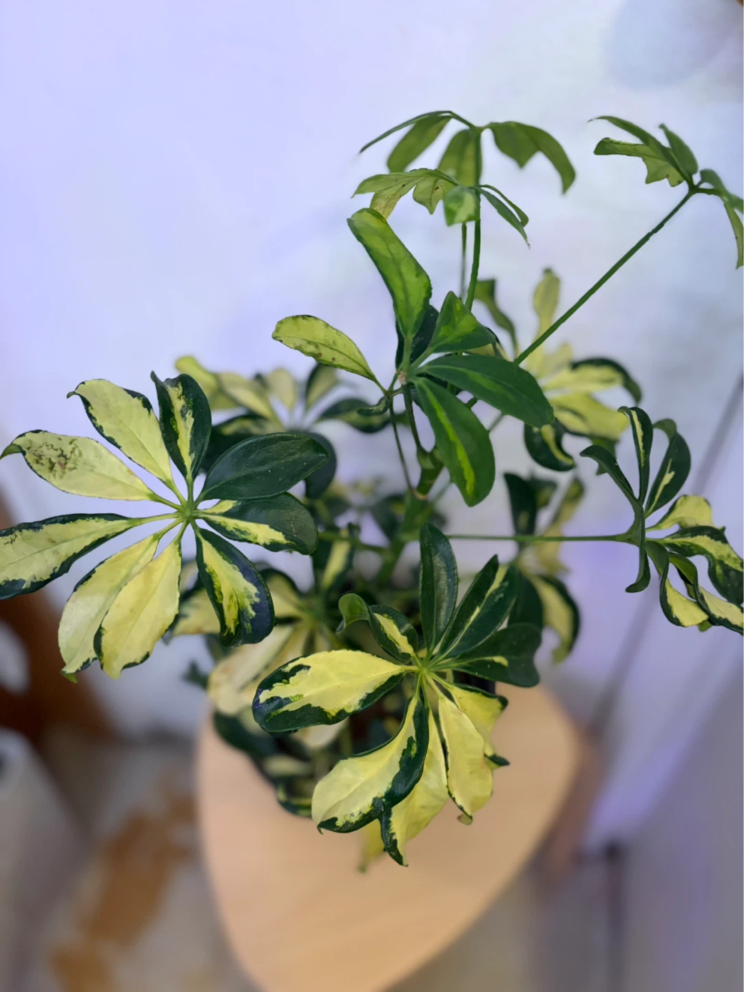 Schefflera - photo 4