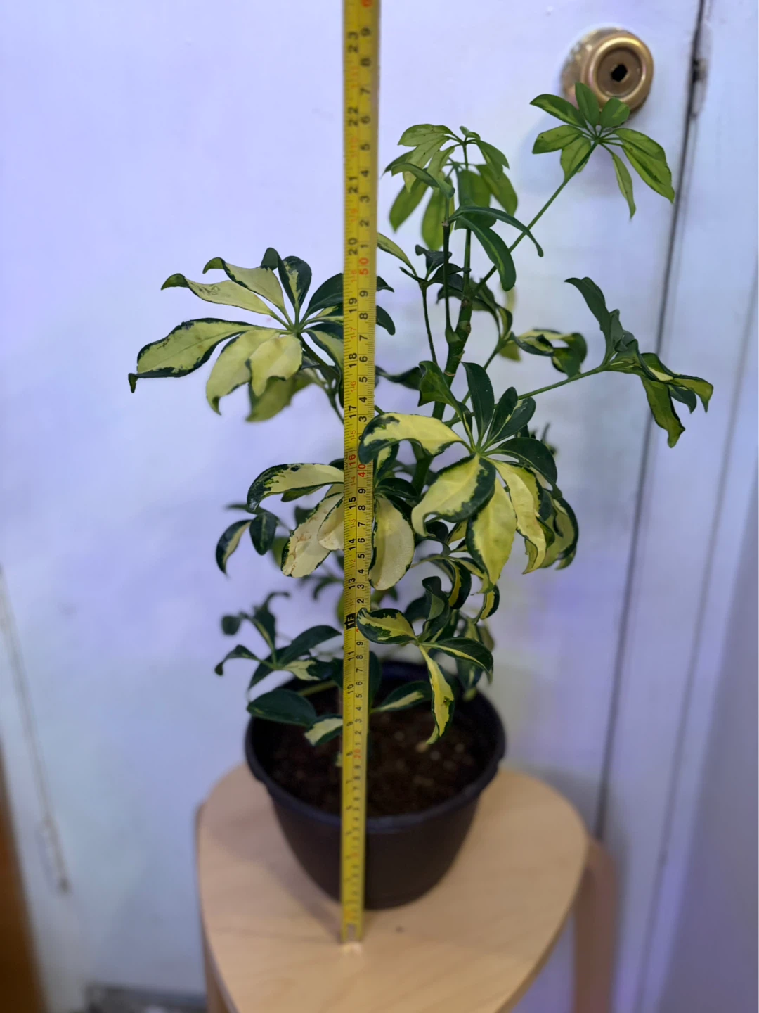 Schefflera - photo 2