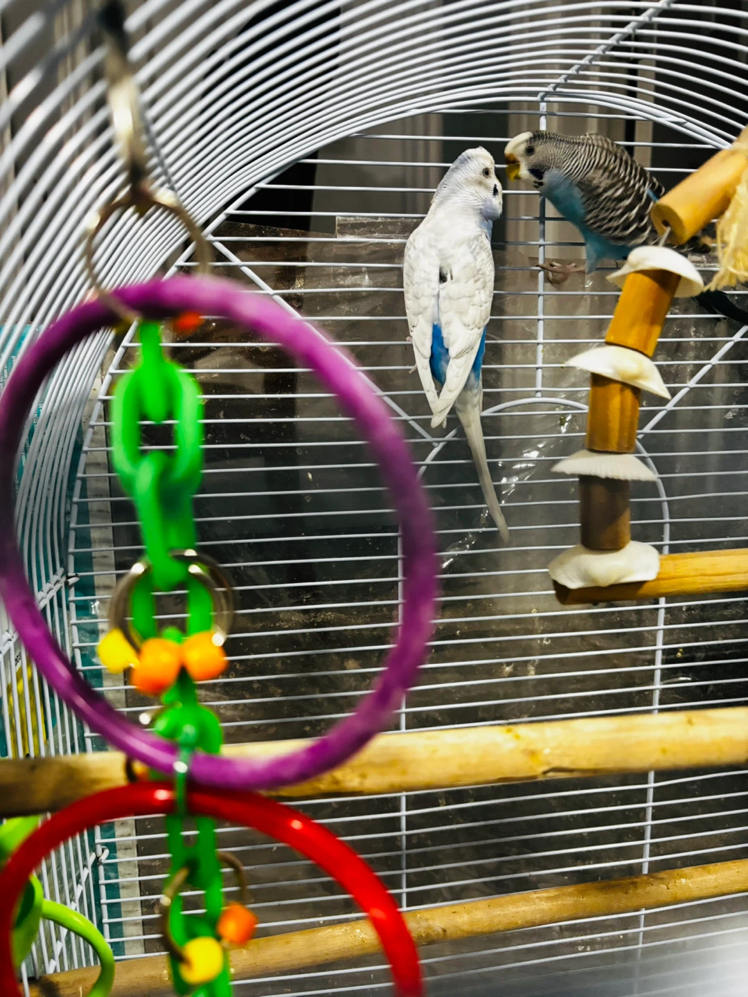 Give away my love birds to a loving home - photo 3