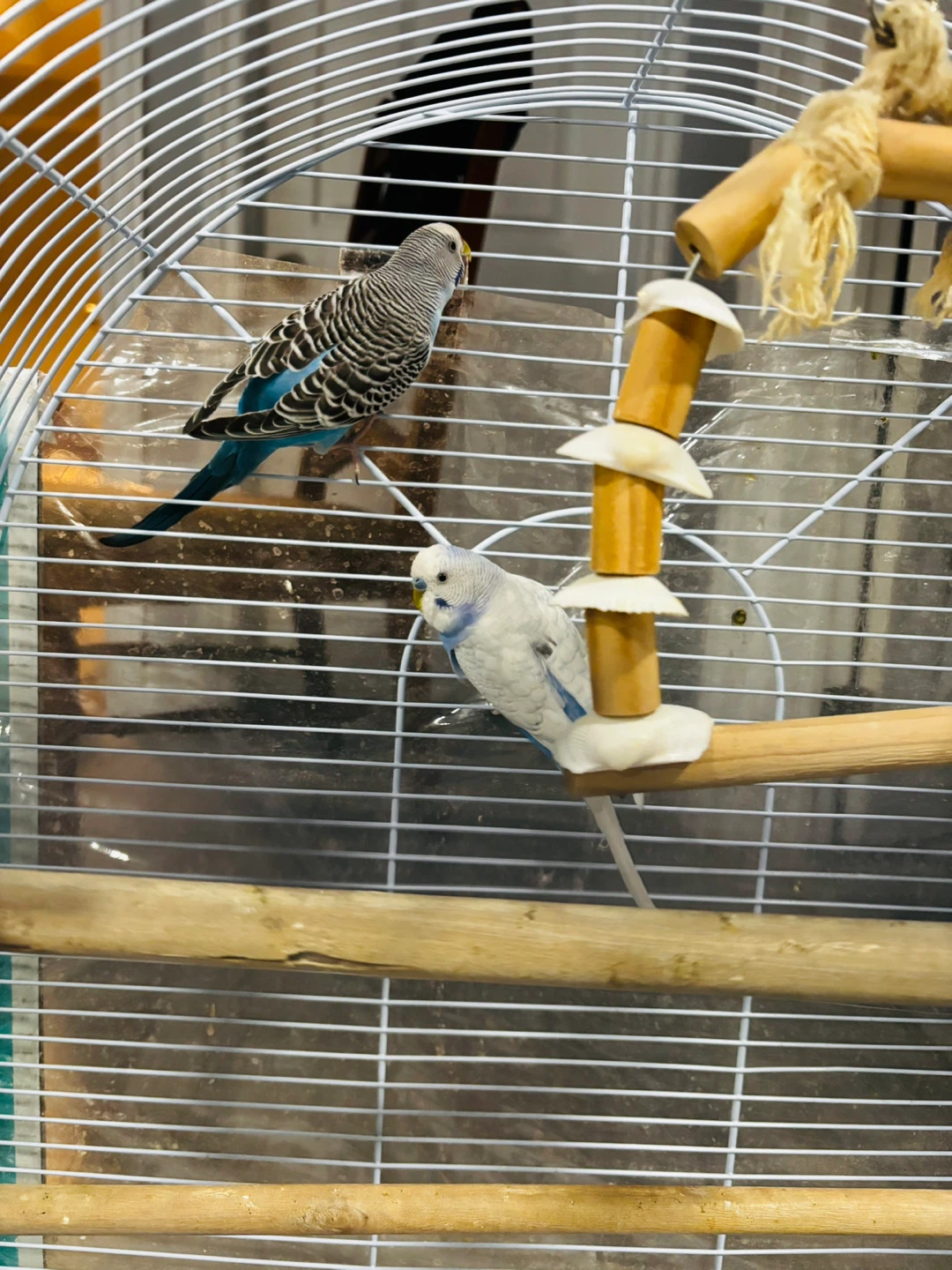 Give away my love birds to a loving home - photo 2