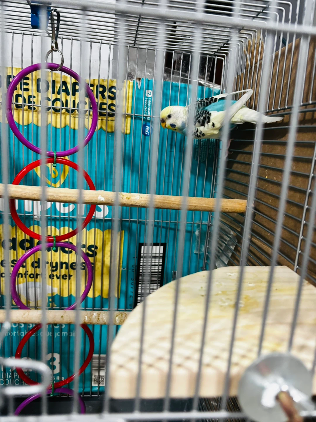Give away my love birds to a loving home
