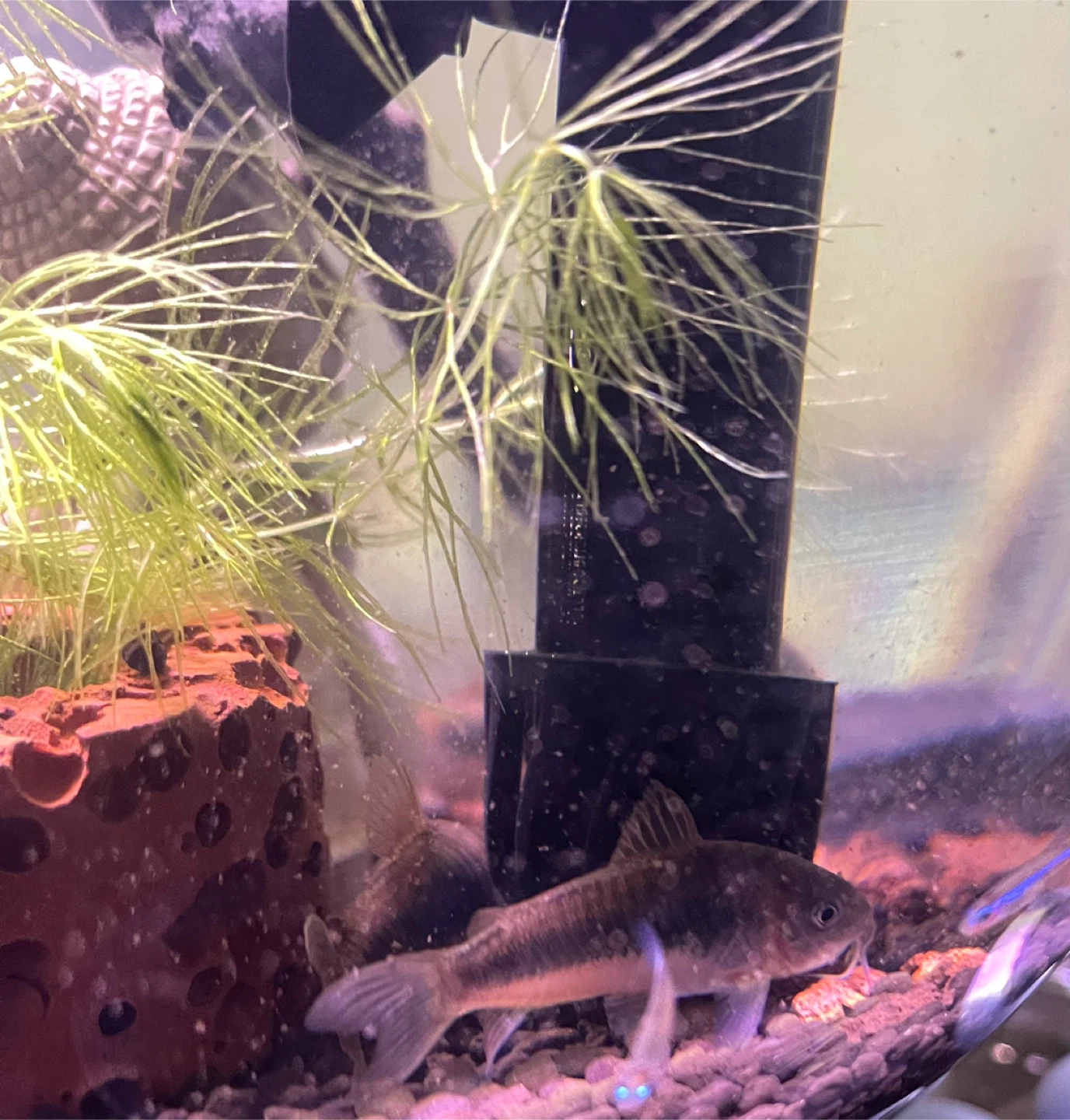 3 Large Thick Bronze Corydoras Catfish (live fish)
