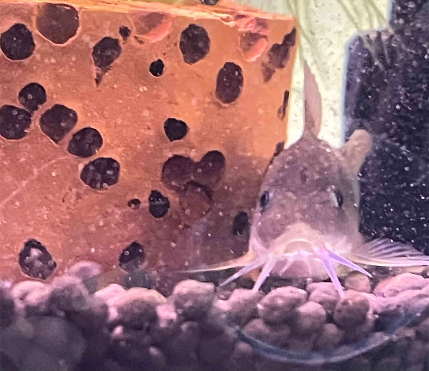 3 Large Thick Bronze Corydoras Catfish (live fish) - photo 2