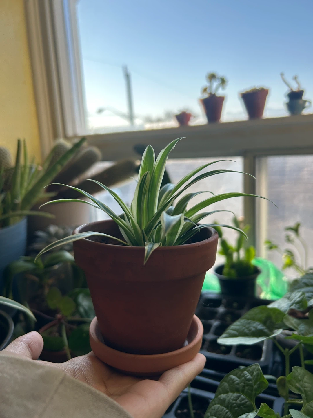 Baby Spider Plant in 2.5 inch Terracotta Pot - photo 3