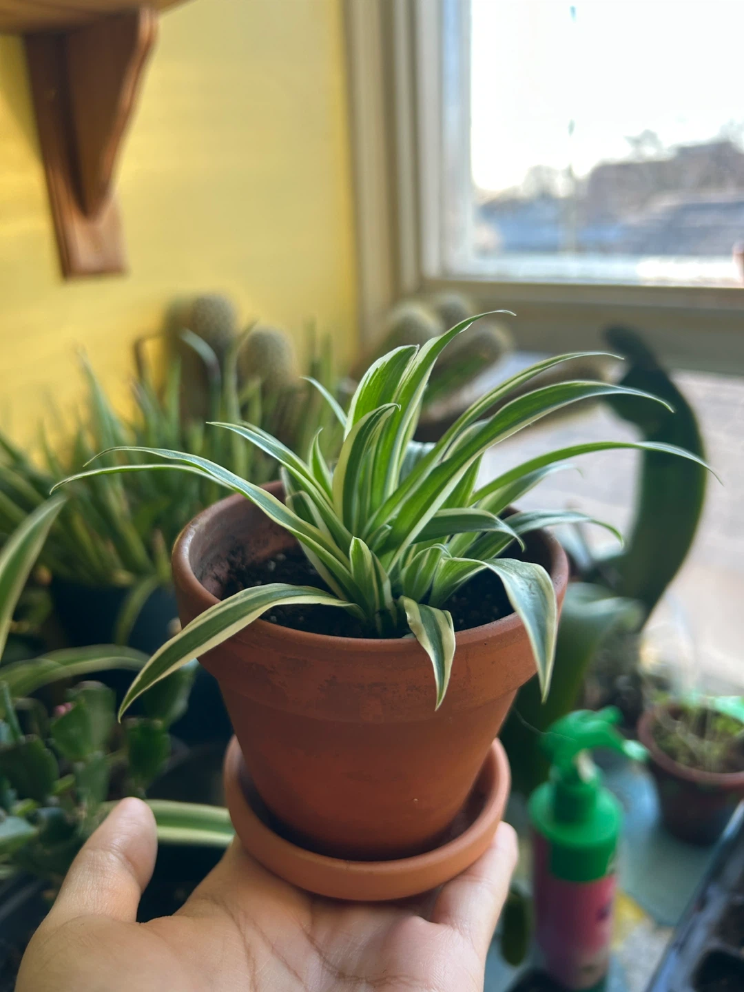 Baby Spider Plant in 2.5 inch Terracotta Pot