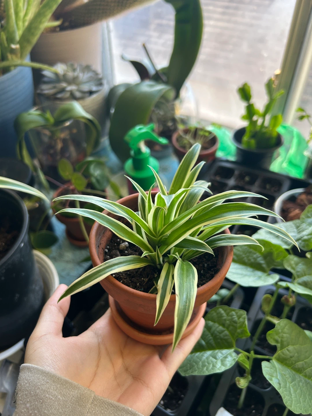 Baby Spider Plant in 2.5 inch Terracotta Pot - photo 2