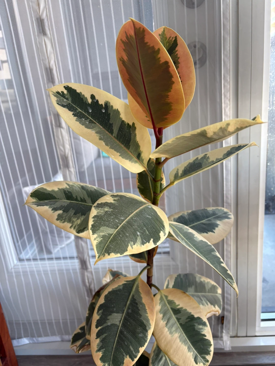 Variegated rubber tree ficus - photo 2