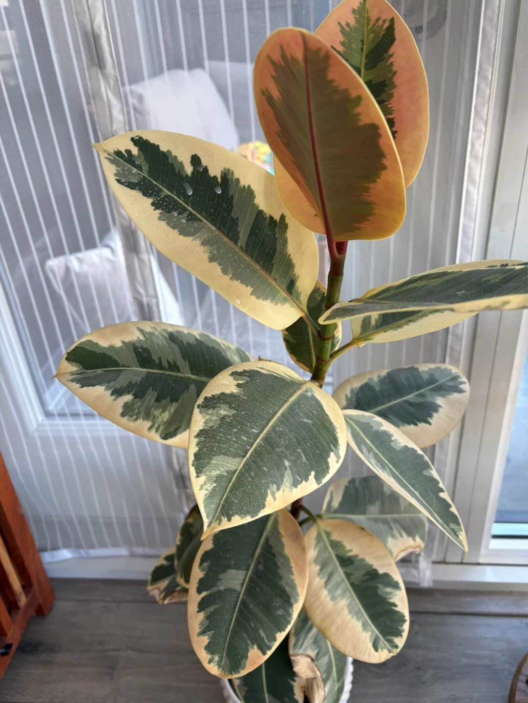Variegated rubber tree ficus