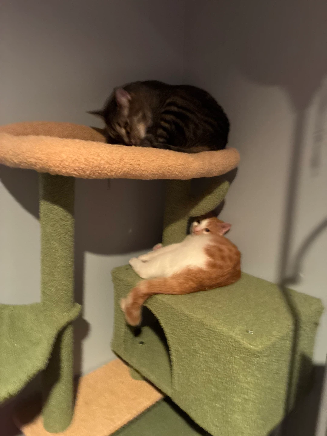 Green Cat Tree Condo