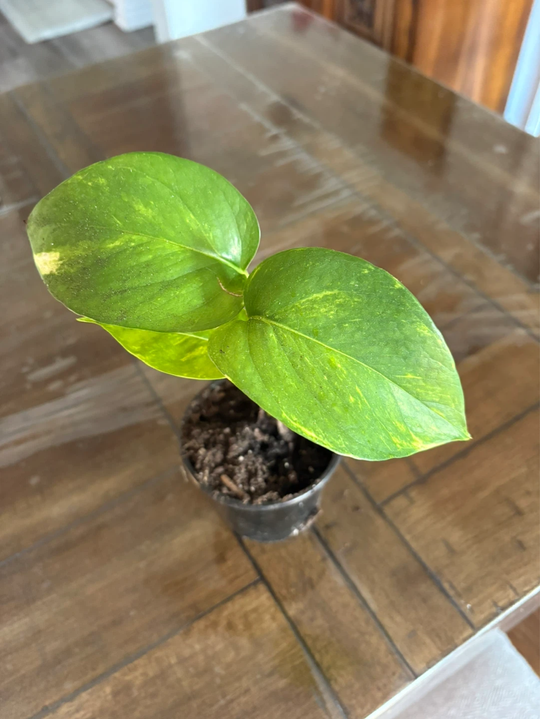 Money plant or Pothos in Pot - photo 2