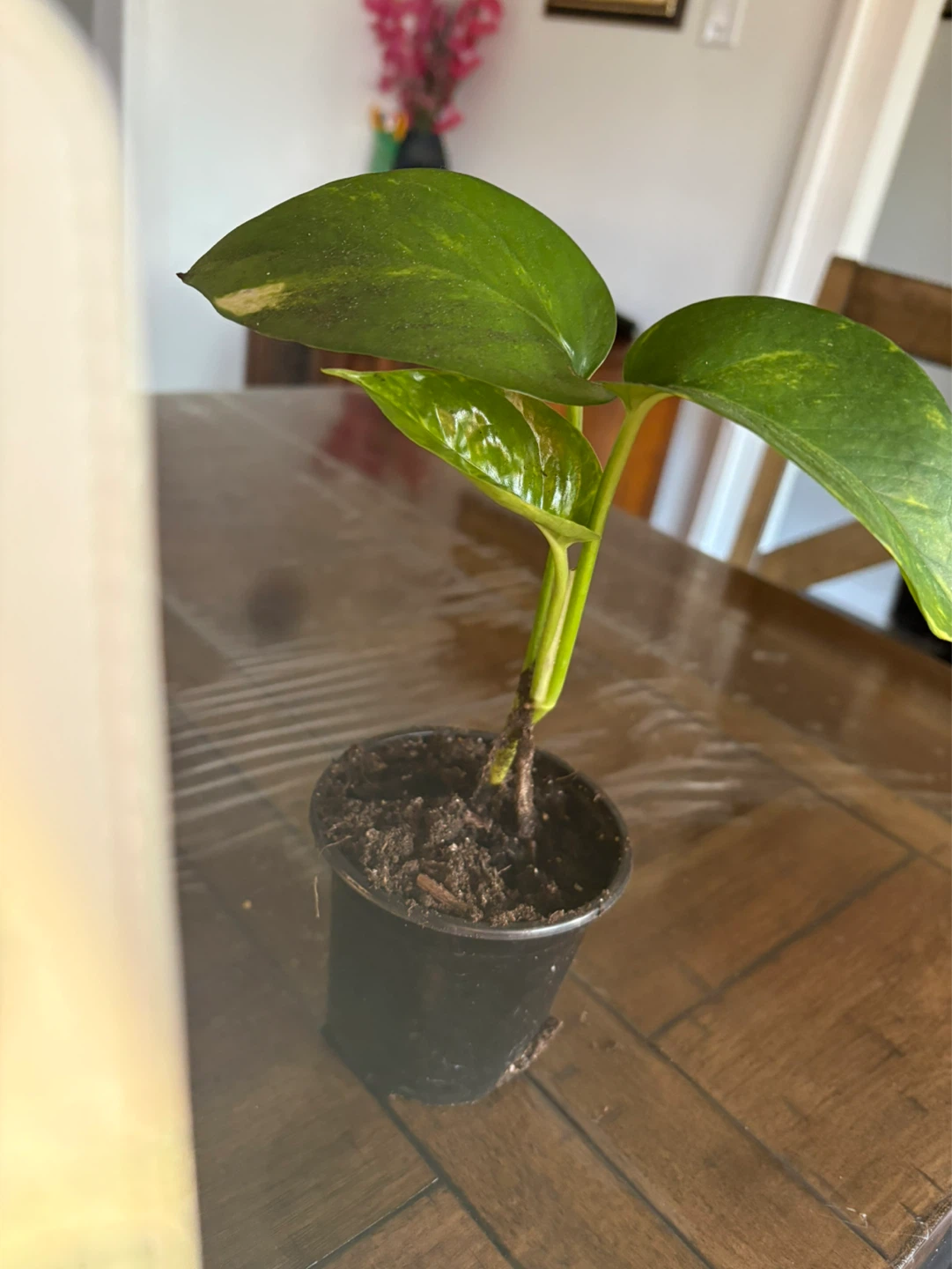 Money plant or Pothos in Pot