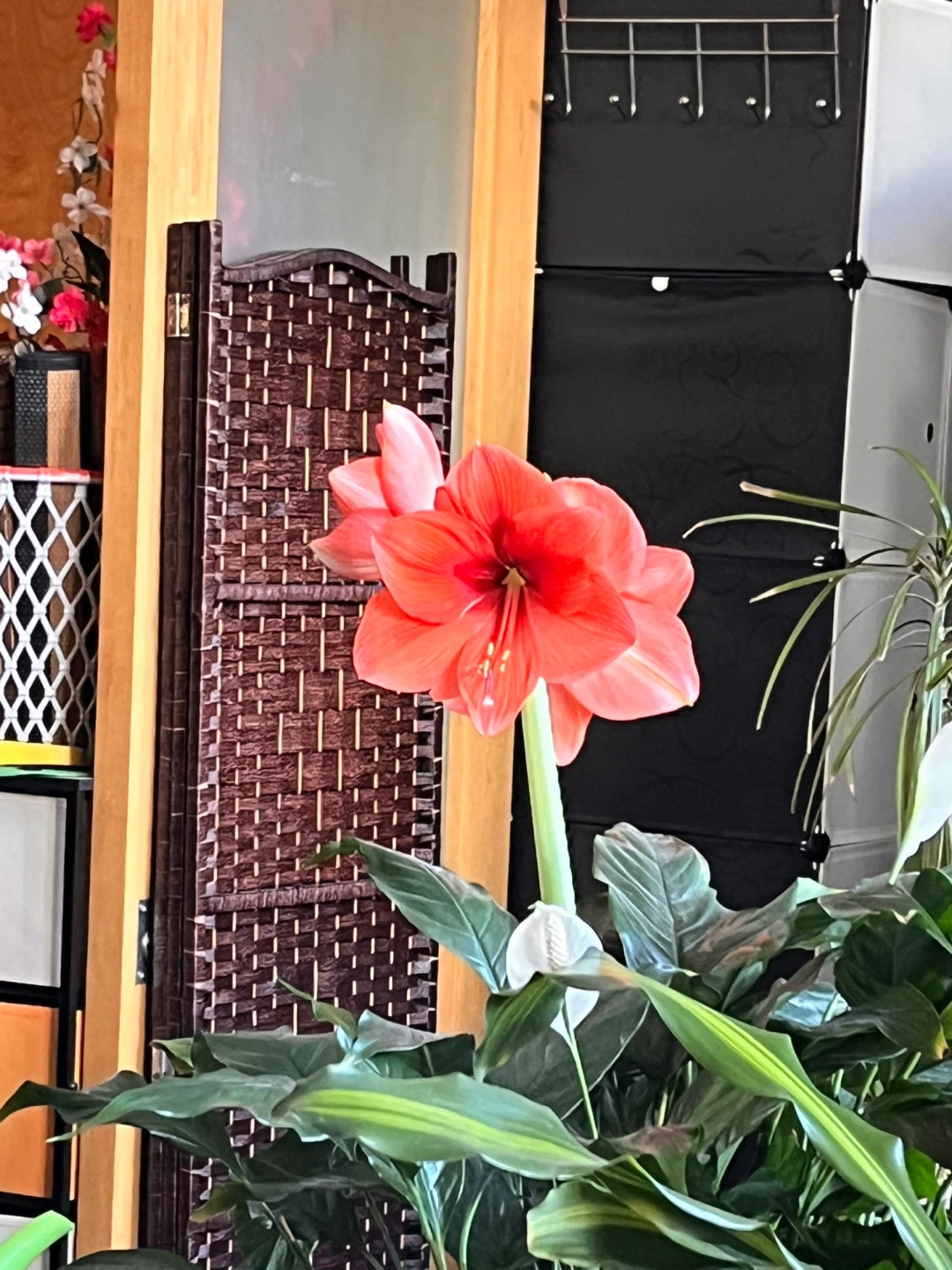 Red Amaryllis Flower Plant