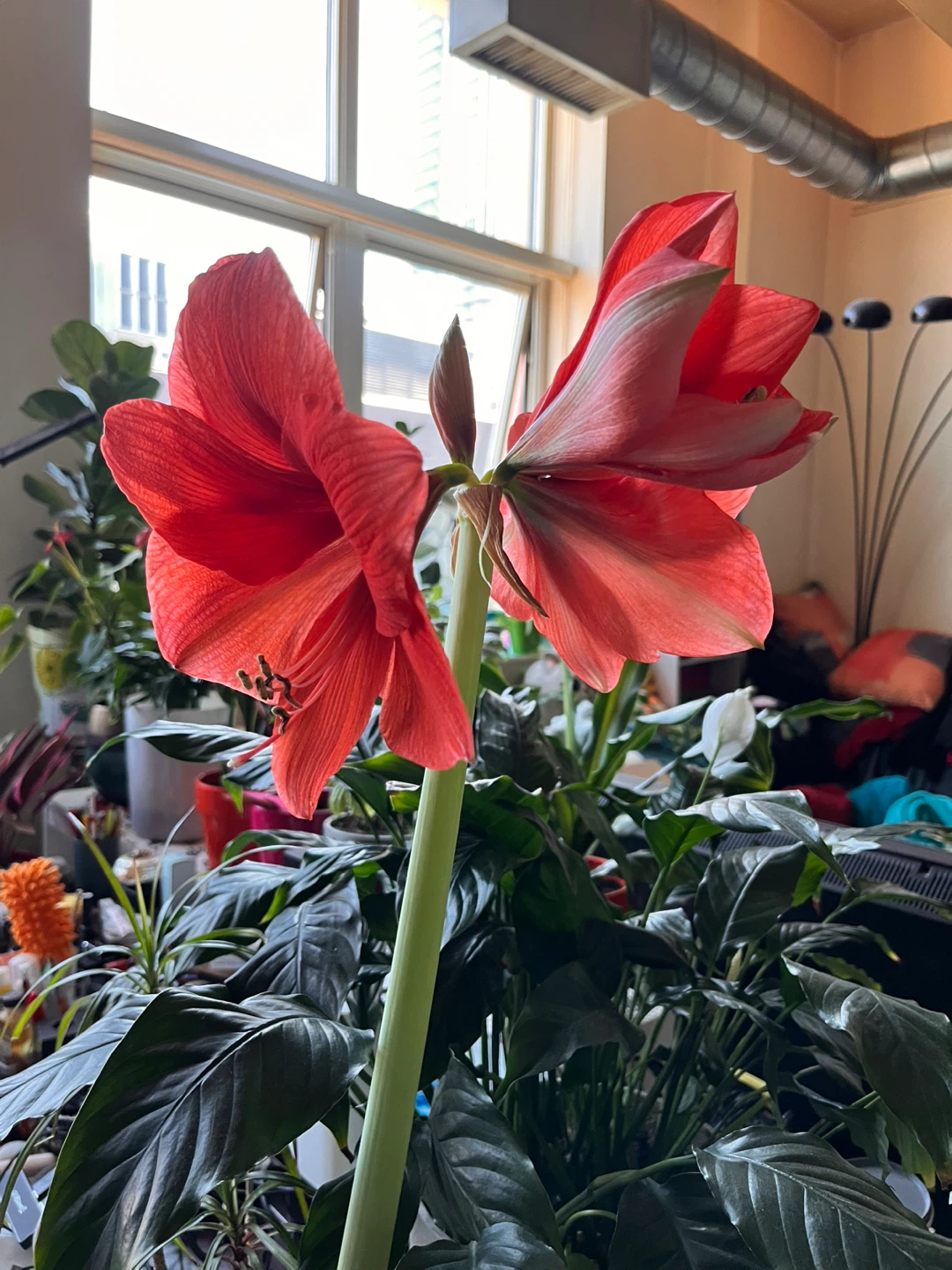 Red Amaryllis Flower Plant - photo 2