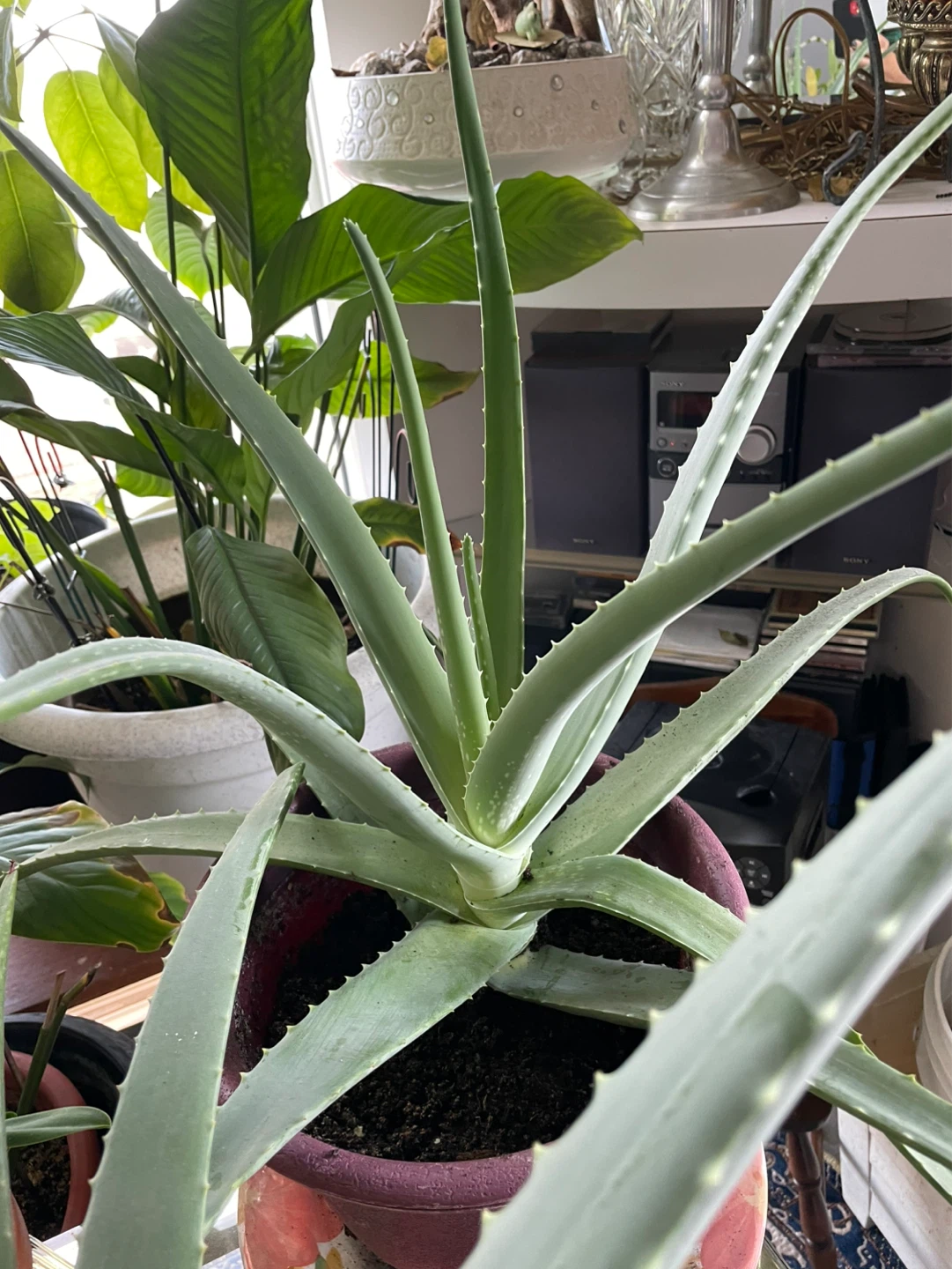 Aloe Vera Plant
