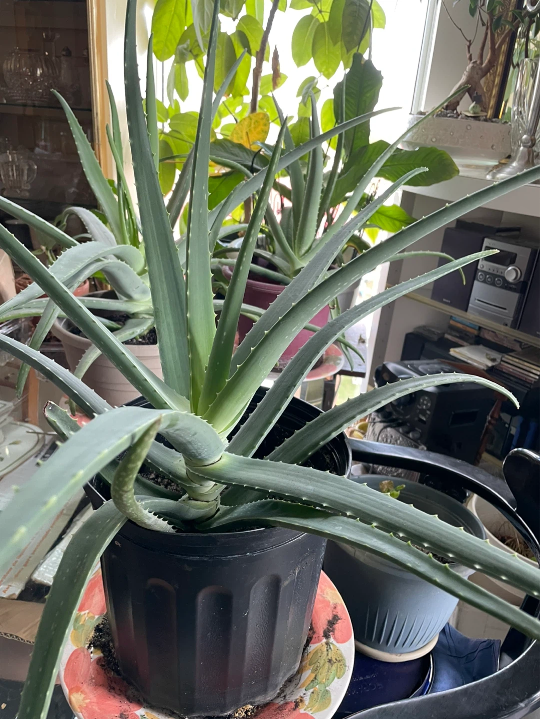 Aloe Vera Plant in Black Pot