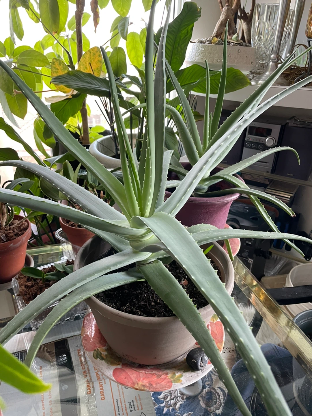 Large Aloe Vera Plant in Pot