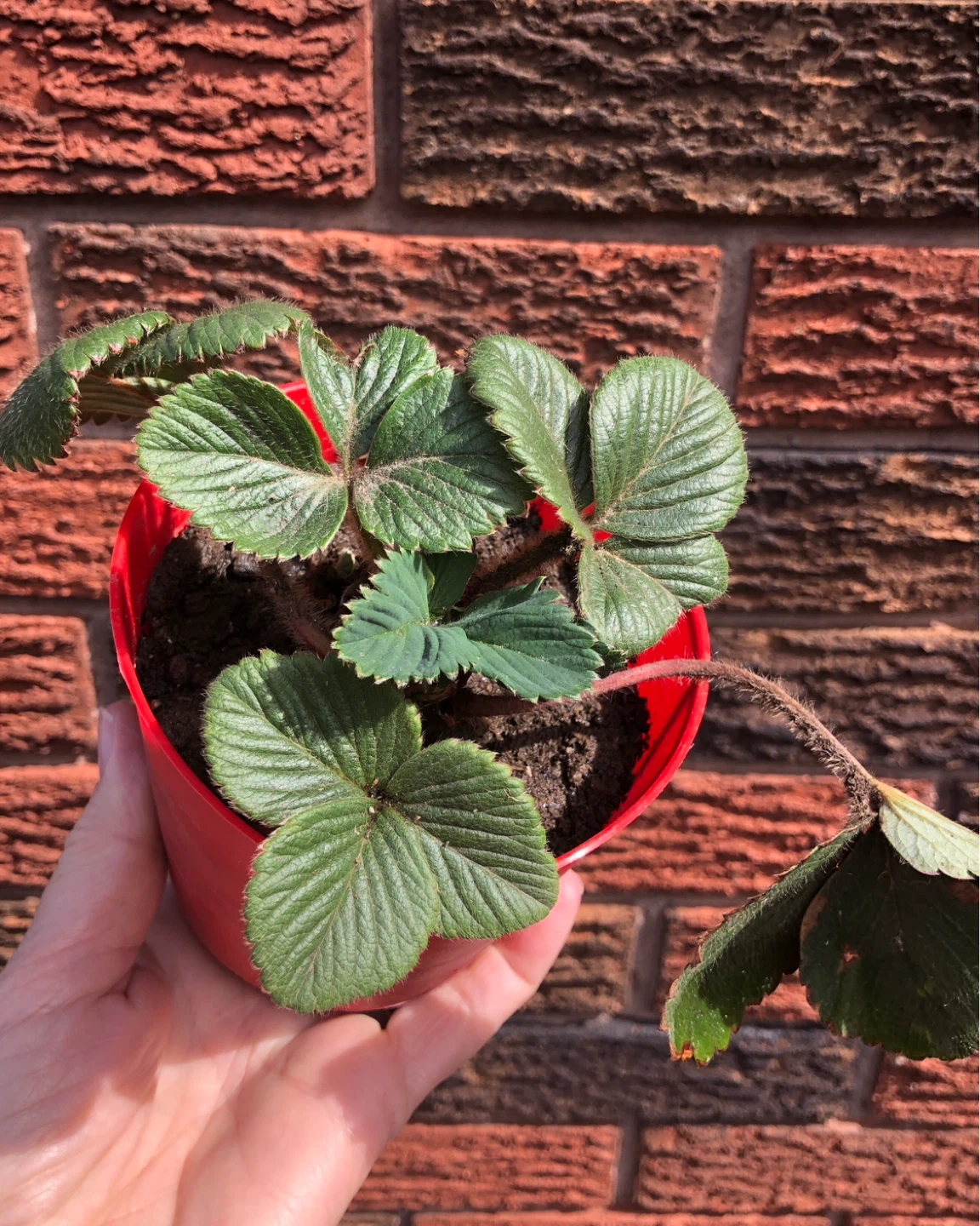 🍓 STRAWBERRY plants $4 (see description)