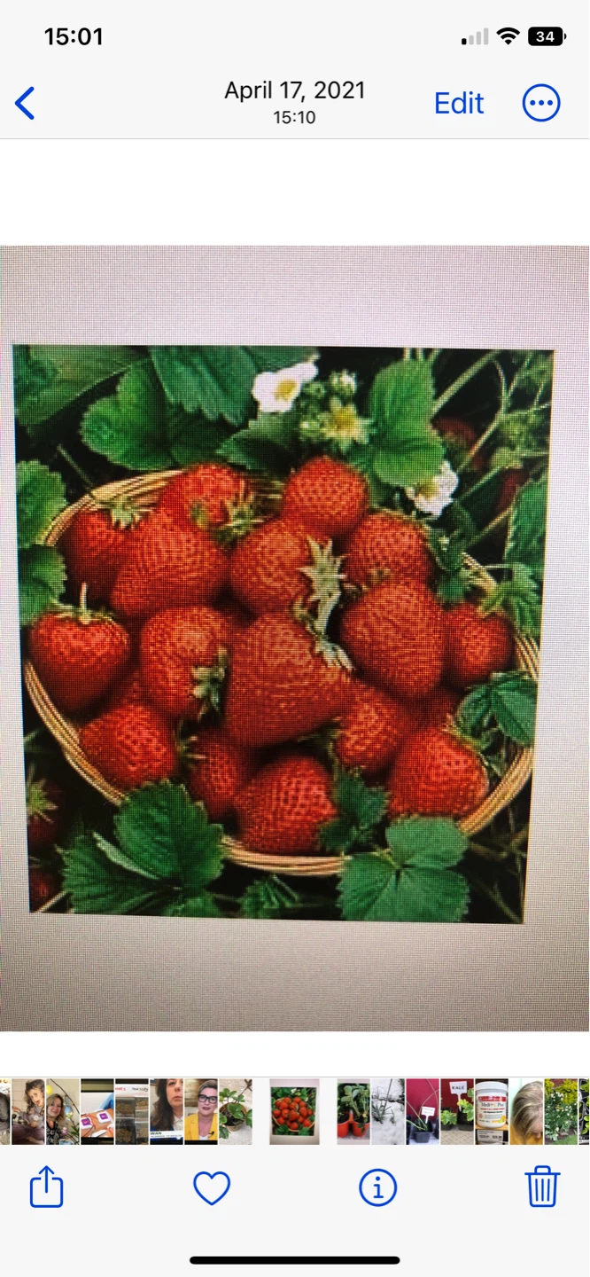 🍓 STRAWBERRY plants $4 (see description) - photo 3