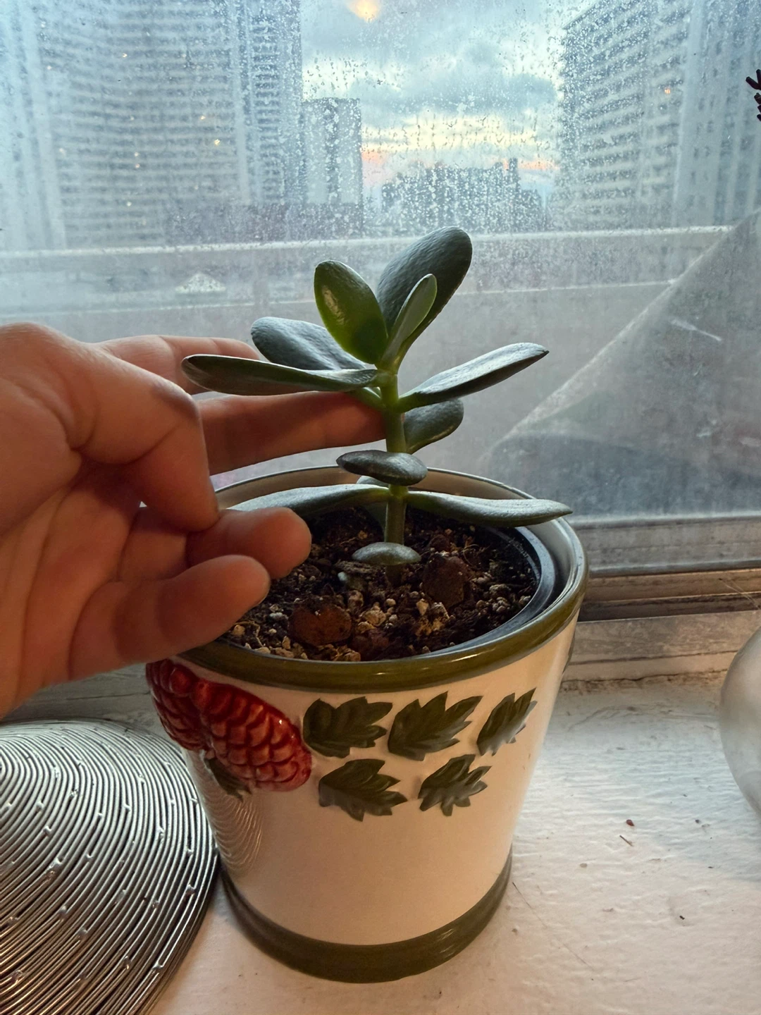 Jade Plant in Decorative Pot - photo 2