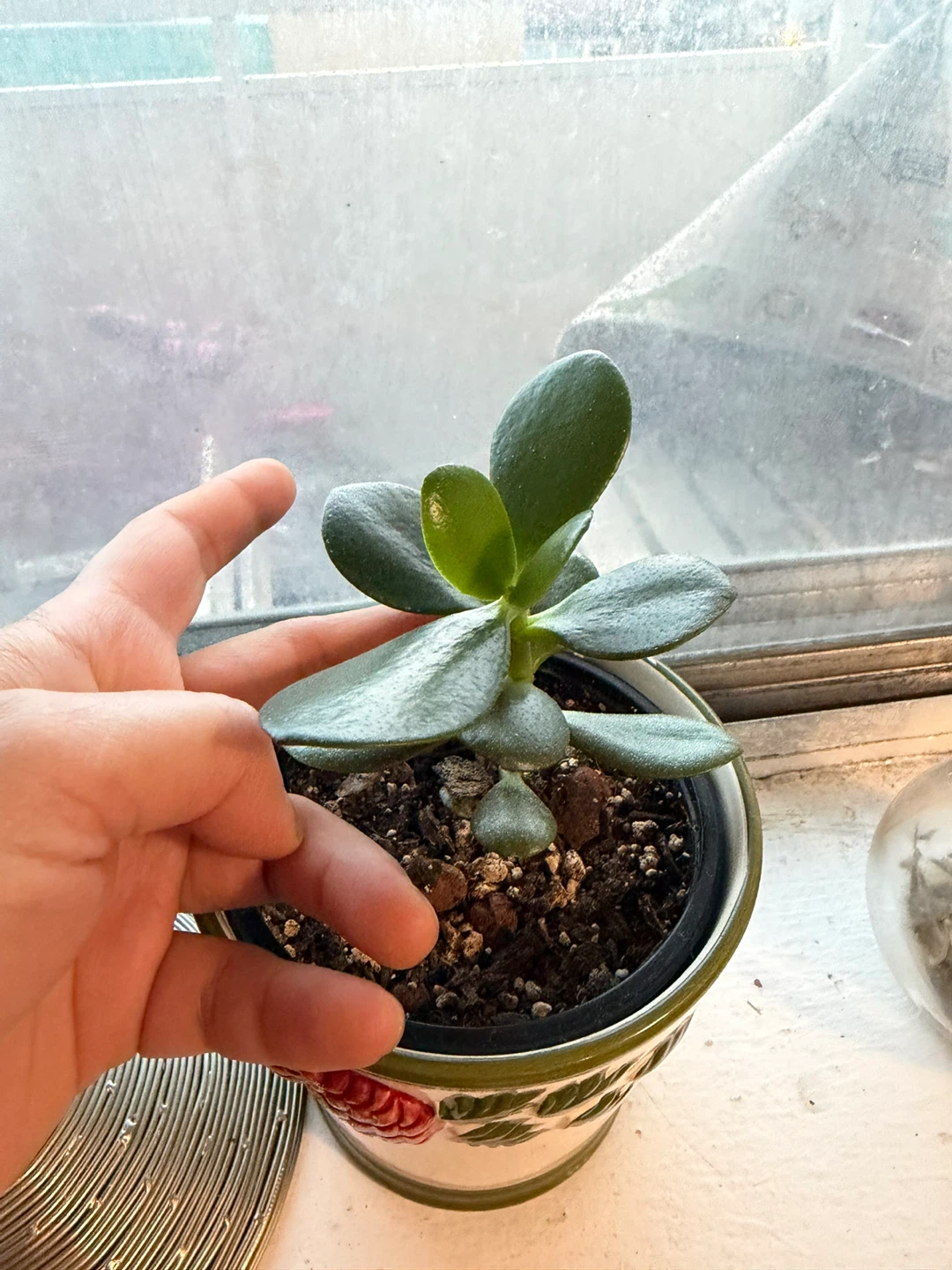 Jade Plant in Decorative Pot
